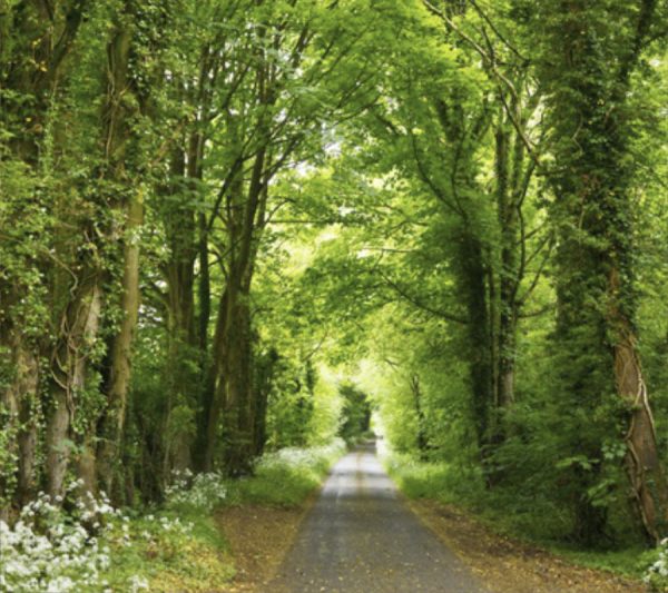 Paved road lined with trees on each side