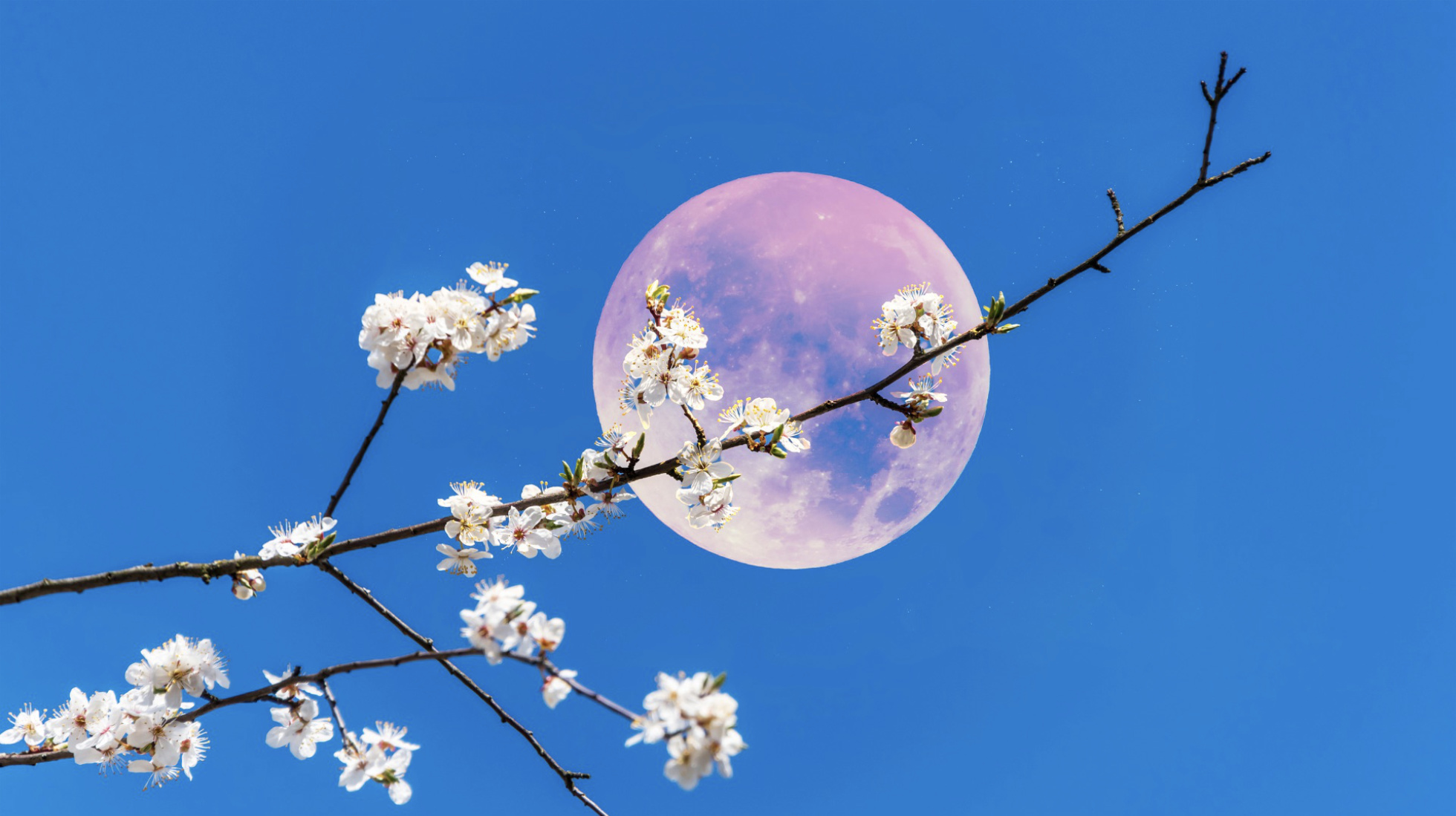 Pink moon behind branch
